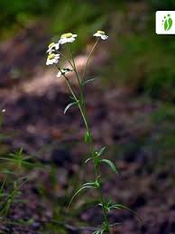 Attēlu rezultāti vaicājumam “Achillea salicifolia flower”