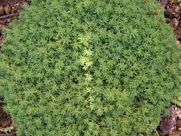 Attēlu rezultāti vaicājumam “Sedum album”