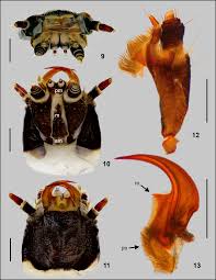 Attēlu rezultāti vaicājumam “Lampyris noctiluca”