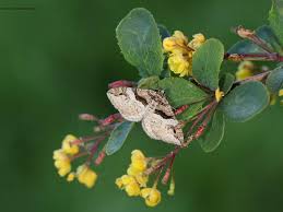 Attēlu rezultāti vaicājumam “Pareulype berberata”