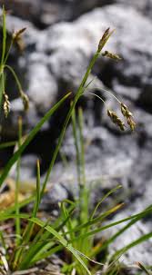 Attēlu rezultāti vaicājumam “Carex capillaris”