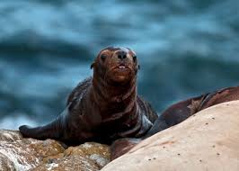 Image result for Eumetopias jubatus