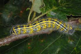 Attēlu rezultāti vaicājumam “Phalera bucephala”