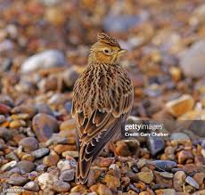 Image result for Alauda arvensis