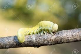 Attēlu rezultāti vaicājumam “Cimbex femoratus larva”