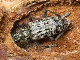 Attēlu rezultāti vaicājumam “Rhagium inquisitor”