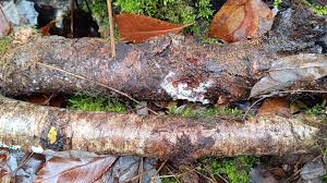 Attēlu rezultāti vaicājumam “Oligonema sp.”