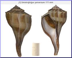 Image result for Sinistrofulgur perversum