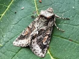 Attēlu rezultāti vaicājumam “Allophyes oxyacanthae”