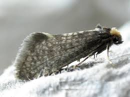 Attēlu rezultāti vaicājumam “Taleporia tubulosa”