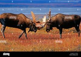 Attēlu rezultāti vaicājumam “Alces alces”