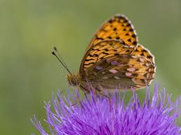 Attēlu rezultāti vaicājumam “Argynnis niobe underside”