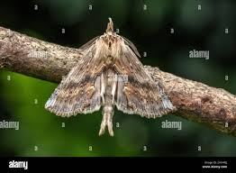 Attēlu rezultāti vaicājumam “Pterostoma palpina”