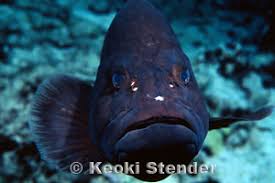 Image result for Hyporthodus quernus