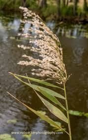 Attēlu rezultāti vaicājumam “Phragmites communis fruit”