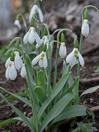 Attēlu rezultāti vaicājumam “Galanthus nivalis”