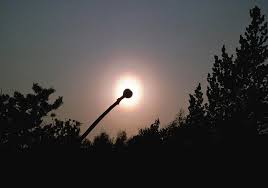 Attēlu rezultāti vaicājumam “pollen corona”