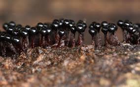 Attēlu rezultāti vaicājumam “Metatrichia floriformis macro”