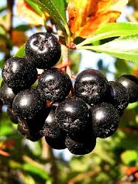 Attēlu rezultāti vaicājumam “Phellodendron amurense fruit”