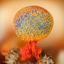 Attēlu rezultāti vaicājumam “Physarum psittacinum stalked”