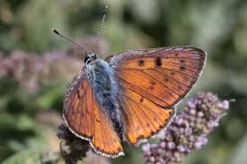 Attēlu rezultāti vaicājumam “Lycaena alciphron”