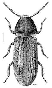 Attēlu rezultāti vaicājumam “Anobiidae”