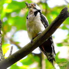 Attēlu rezultāti vaicājumam “Dendrocopos major female”