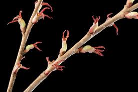 Attēlu rezultāti vaicājumam “Cercidiphyllum japonicum flower”