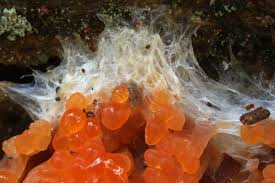 Attēlu rezultāti vaicājumam “Comatricha fragilis stalked”