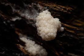 Attēlu rezultāti vaicājumam “Diderma floriforme macro”