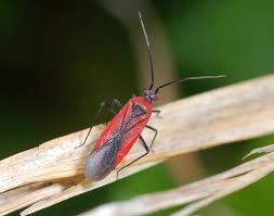 Attēlu rezultāti vaicājumam “Miridae”