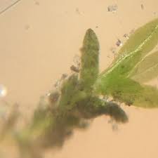 Attēlu rezultāti vaicājumam “Fissidens adianthoides sporophyte”