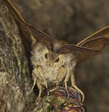 Attēlu rezultāti vaicājumam “Macrothylacia rubi”