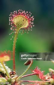 Attēlu rezultāti vaicājumam “Droseraceae”