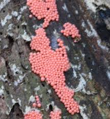 Attēlu rezultāti vaicājumam “Arcyria affinis spores”