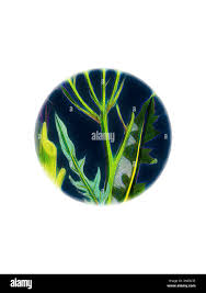 Attēlu rezultāti vaicājumam “Crepis biennis leaf”