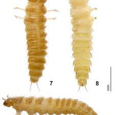 Attēlu rezultāti vaicājumam “Leiodidae larva”