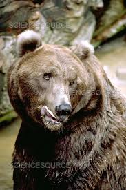 Attēlu rezultāti vaicājumam “Ursus arctos”