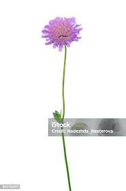 Attēlu rezultāti vaicājumam “Succisa pratensis bud”