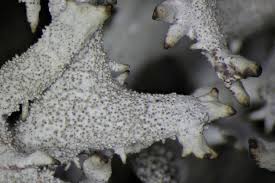 Attēlu rezultāti vaicājumam “Pseudevernia furfuracea”