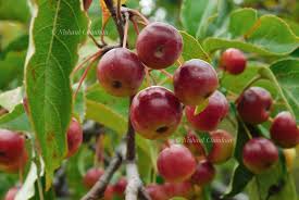 Attēlu rezultāti vaicājumam “Malus baccata fruit”