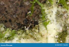 Attēlu rezultāti vaicājumam “Scolopostethus thomsoni”