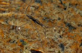 Attēlu rezultāti vaicājumam “Aquarius najas”