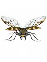 Attēlu rezultāti vaicājumam “Cicindela hybrida”