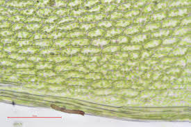 Attēlu rezultāti vaicājumam “Bryum pallescens”