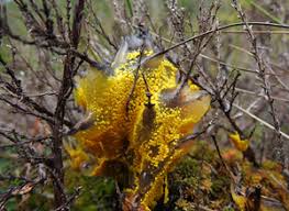 Attēlu rezultāti vaicājumam “Badhamia lilacina”