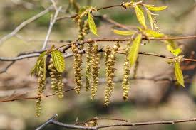 Attēlu rezultāti vaicājumam “Carpinus caroliniana female flower”