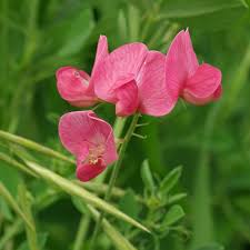 Attēlu rezultāti vaicājumam “Lathyrus tuberosus”