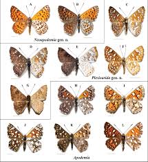 Attēlu rezultāti vaicājumam “Riodinidae”