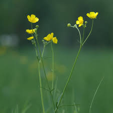 Attēlu rezultāti vaicājumam “Ranunculus acris flower”